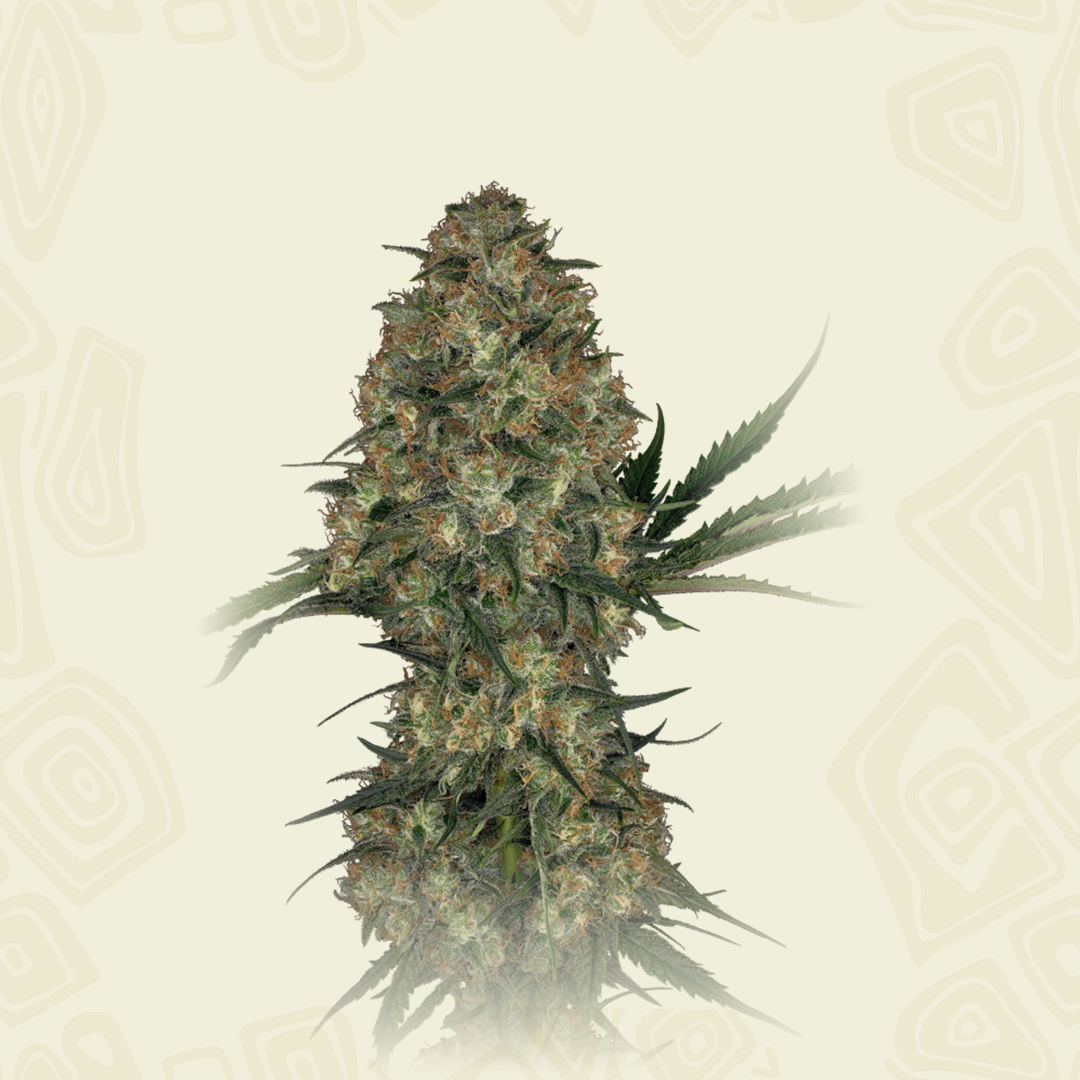Cbd Kush