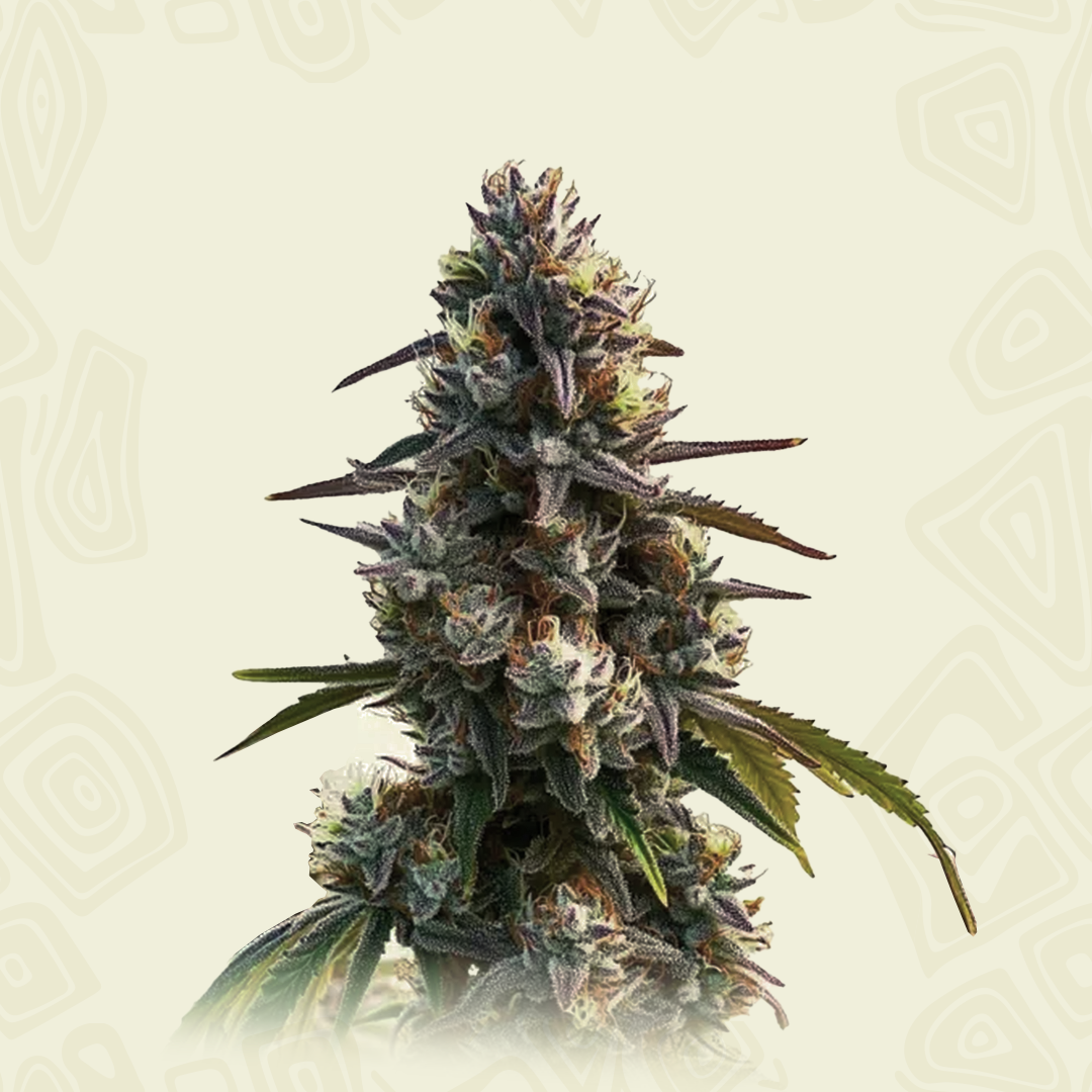 La Confidential