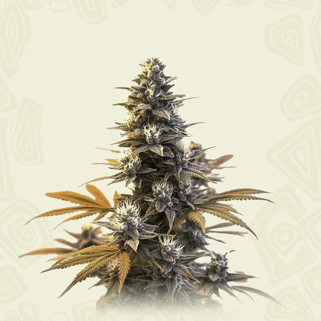 Larry Og