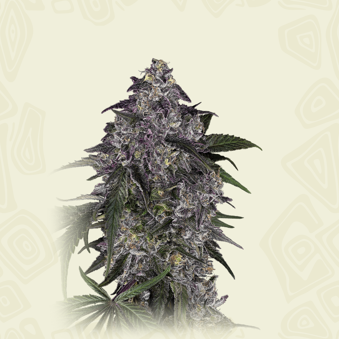 Lavender Purple Kush