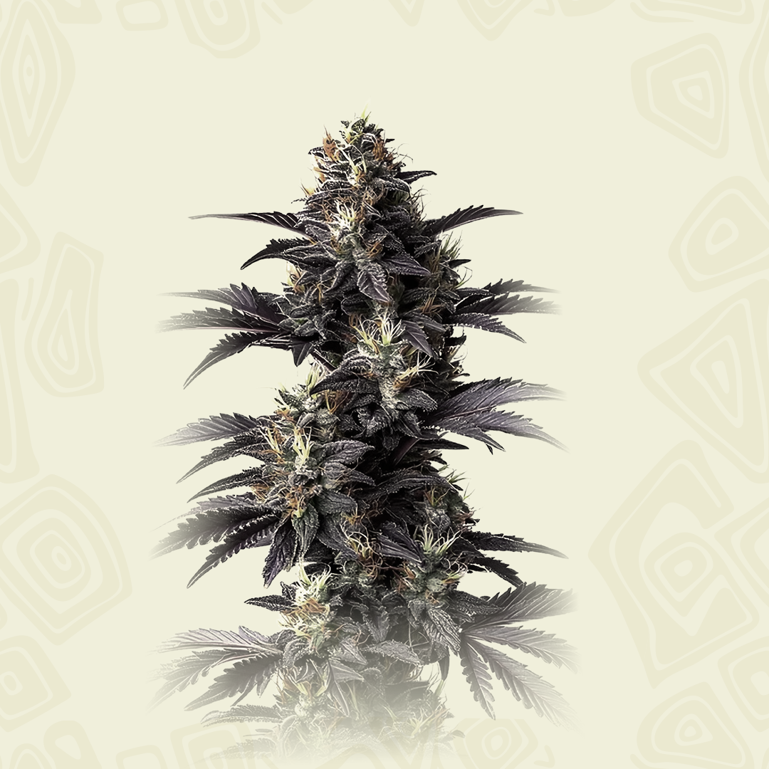 Lemon Cake Auto