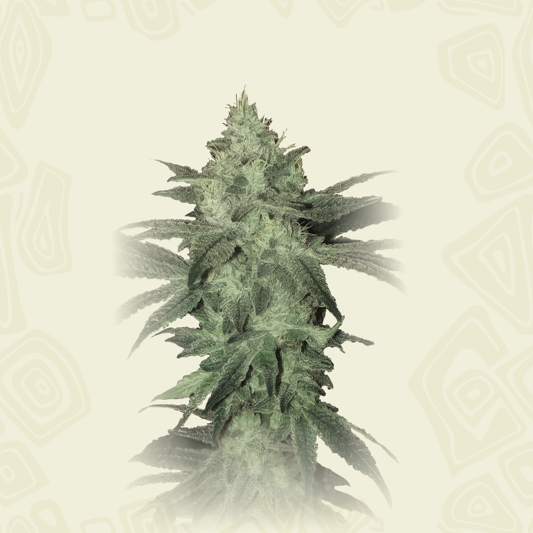 Magnum Auto