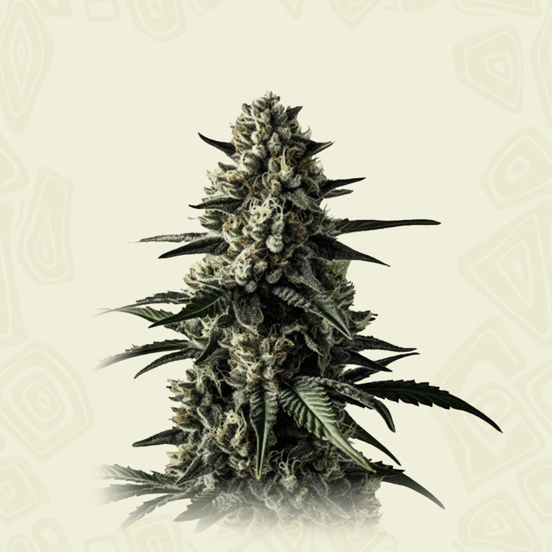 Mango Haze