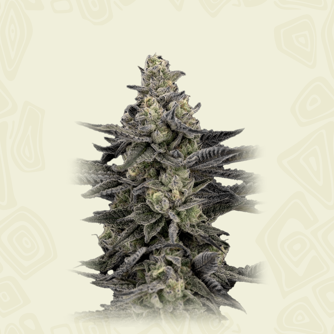 Mendo Breath