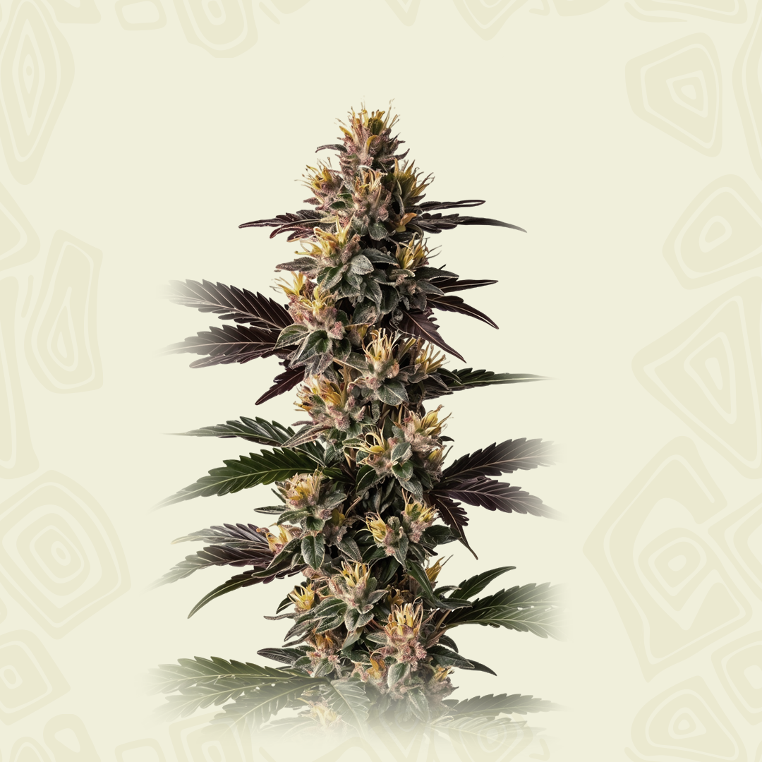 Mendo Cookies B X 4