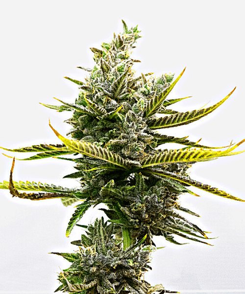 Magnum Auto Seeds