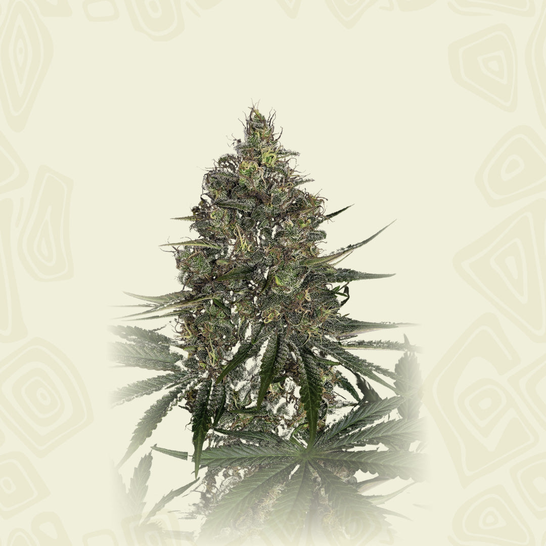 New York Diesel Og Kush
