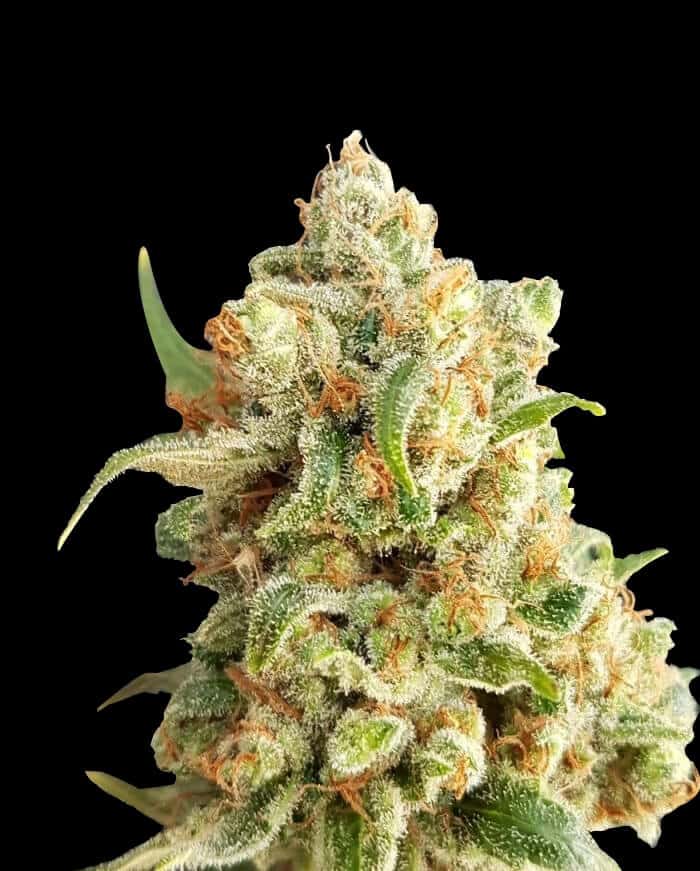 New York Diesel Auto Seeds