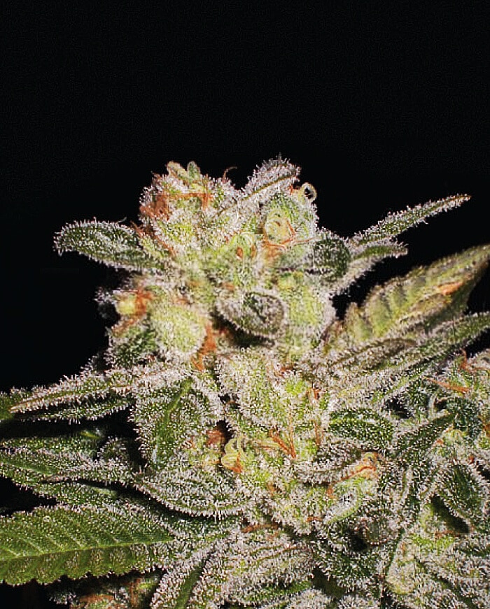 Northern Lights Auto Seeds