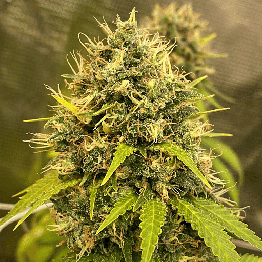 Nova Og Seeds