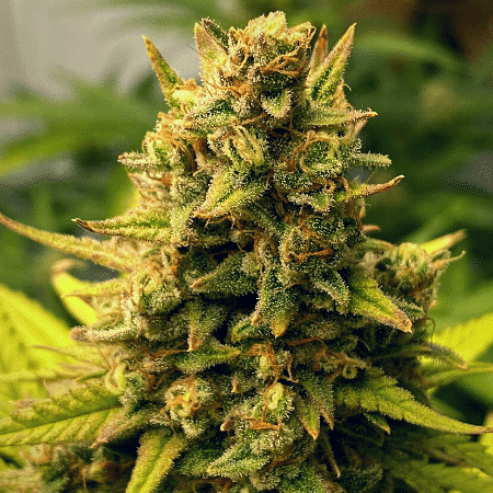 Nyc Diesel Regular Seeds