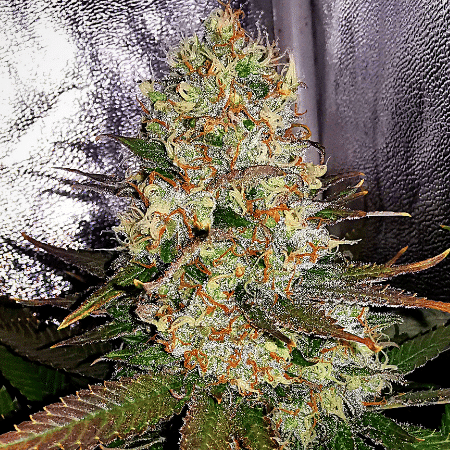 OG Kush x Diesel Seeds