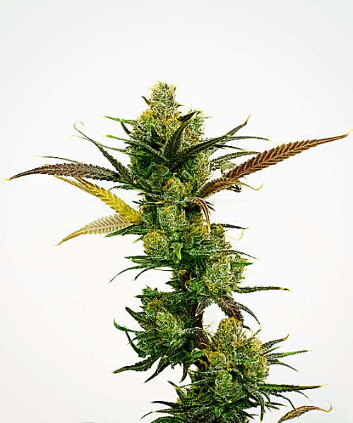 OG Kush x Mazar Seeds