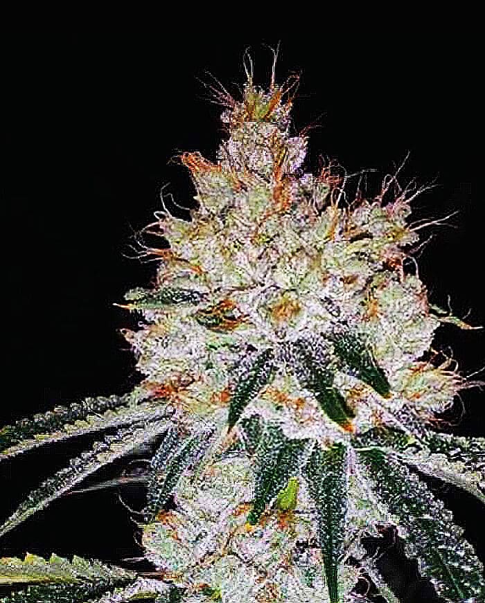 OGesus Auto Seeds