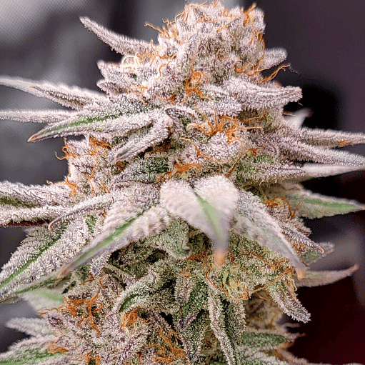 Oreoz Seeds