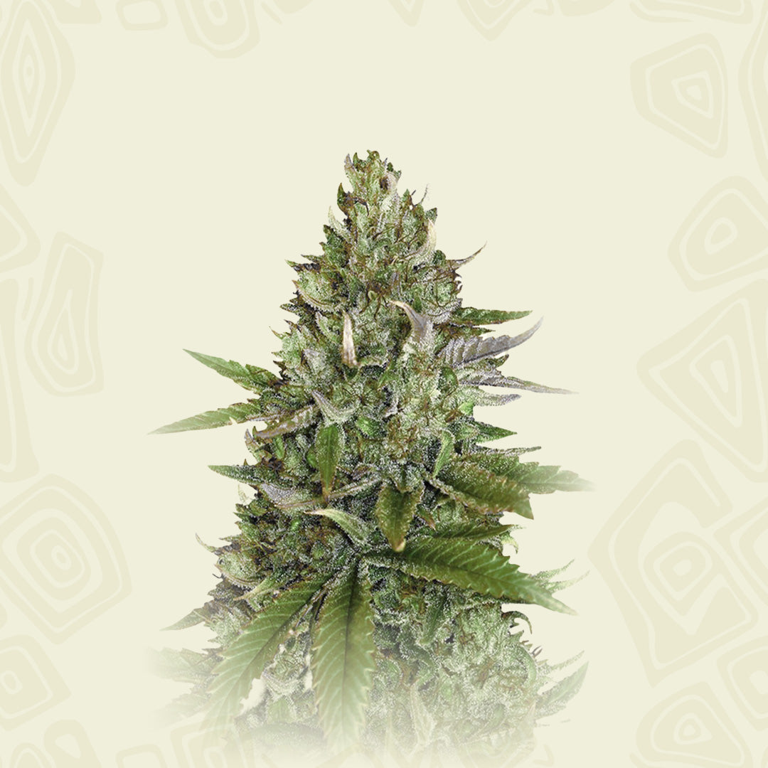 Pure Cbd