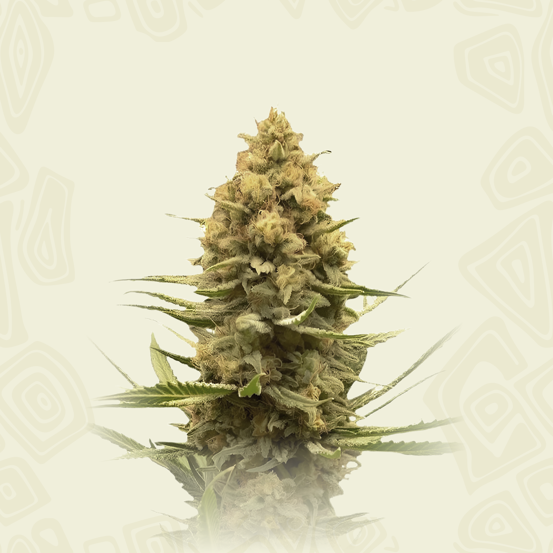 Purple Sherbet Auto