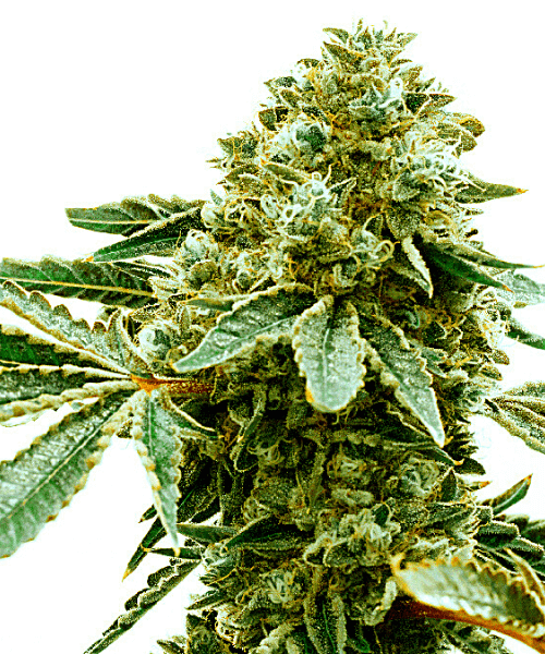 Pineapple Haze Seeds