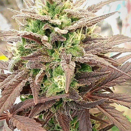 Platinum Bubba Seeds