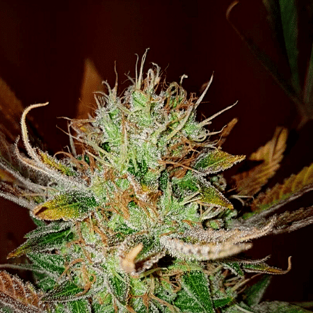 Purple Kush Seeds