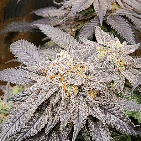 Quarter Pounder Auto Seeds