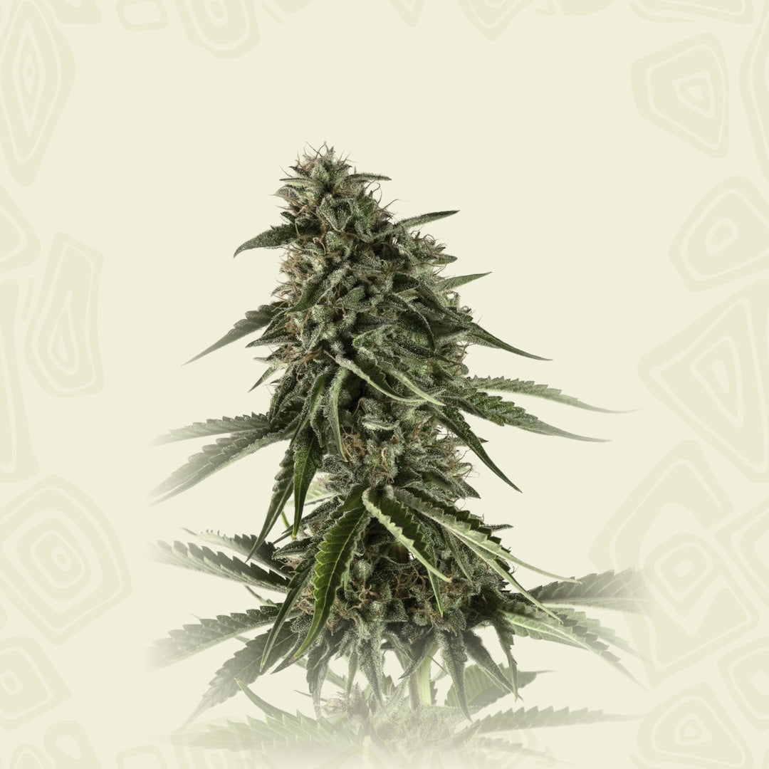 Rainbow Sherbert #11