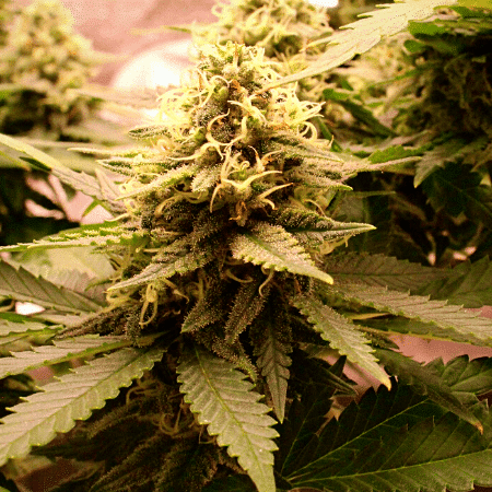 Red Skunk Kush Auto Seeds