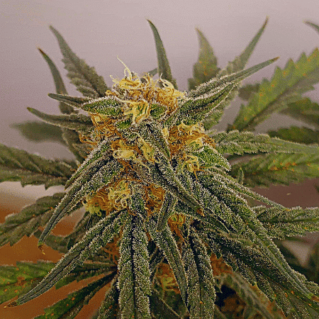 Red Super Skunk Auto Seeds