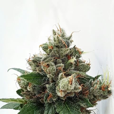 Respect 4 GG4 Seeds