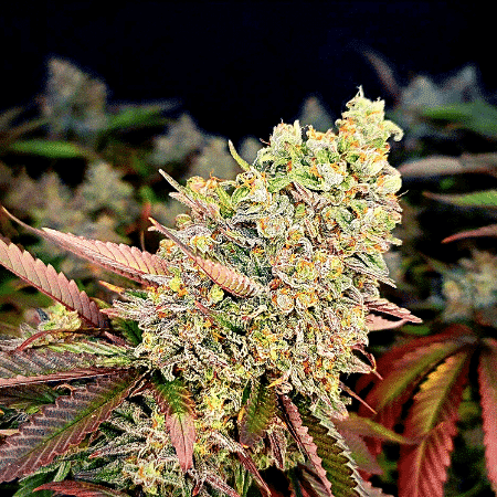Runtz Auto Seeds