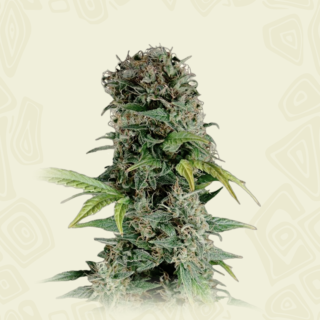 Somango