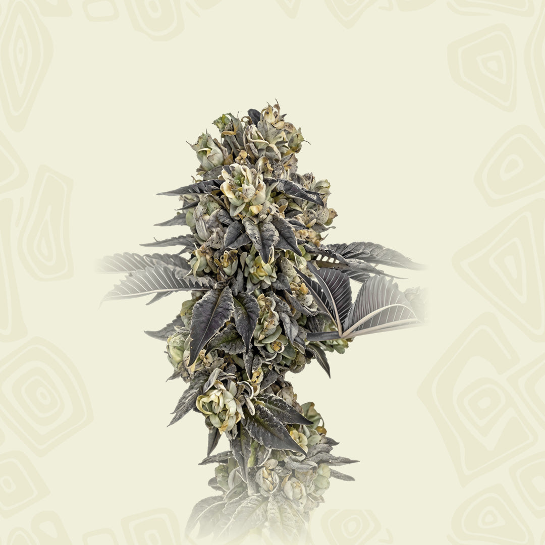 Strawberry Haze