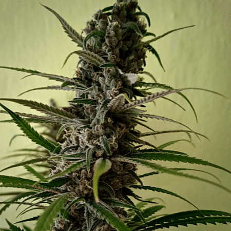 San Fernando Valley Seeds