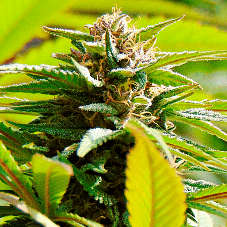 Skunk#1 Auto Seeds