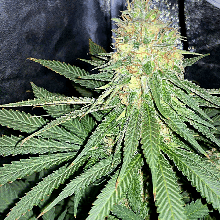 Stardawg Auto Seeds