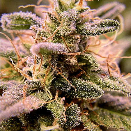 Super Lemon Haze Auto Seeds
