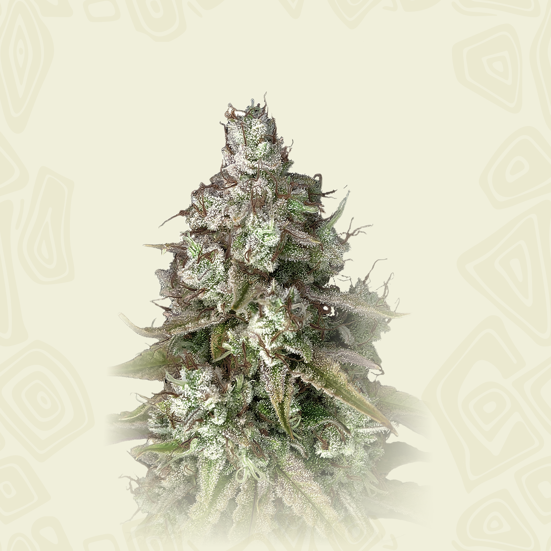 Triangle Platinum Auto