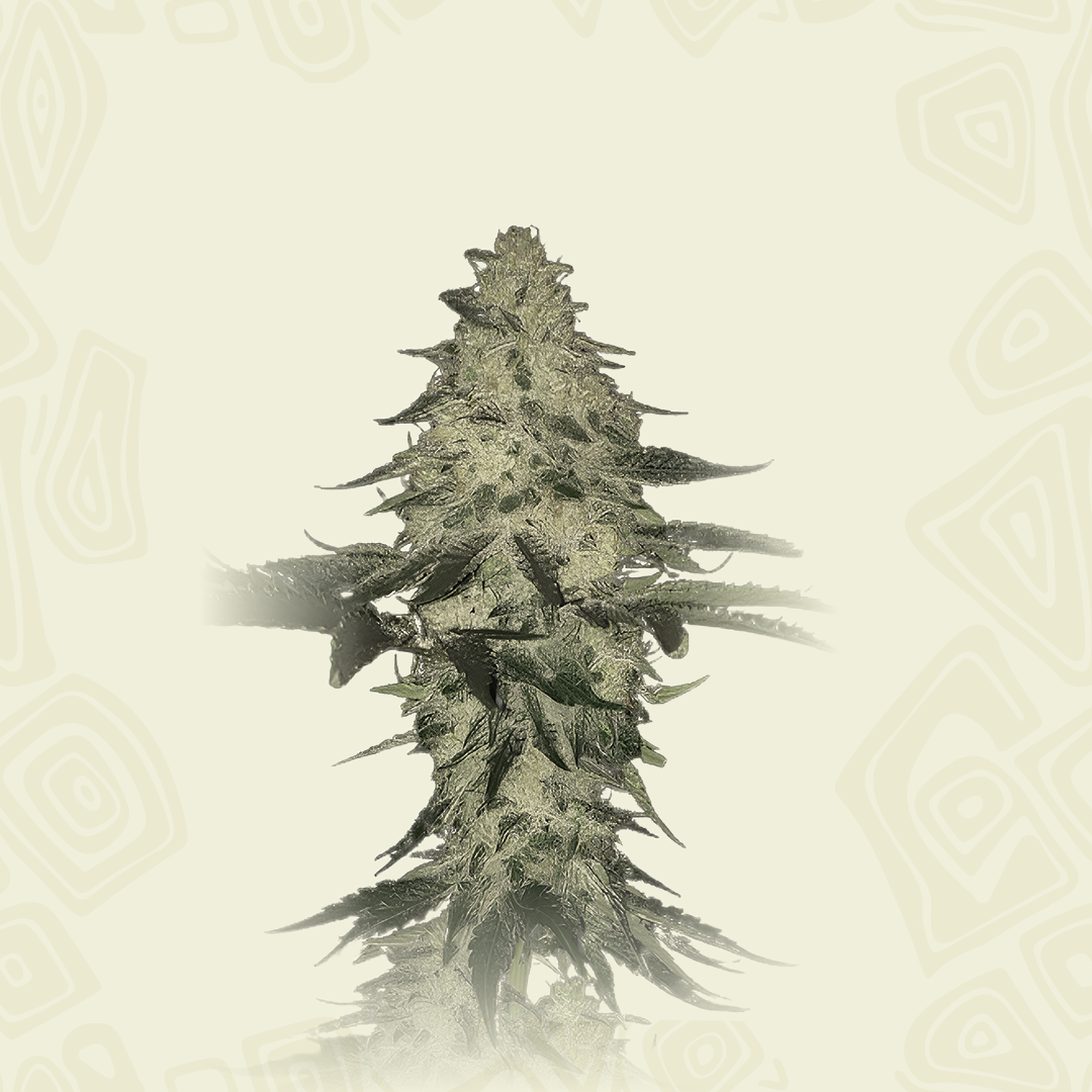 Triple Xxx Auto