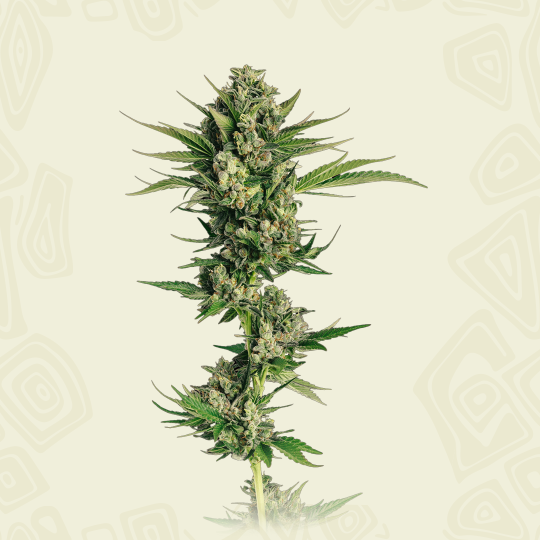 Tropicana Cherry Autoflower - Mavericks Genetics