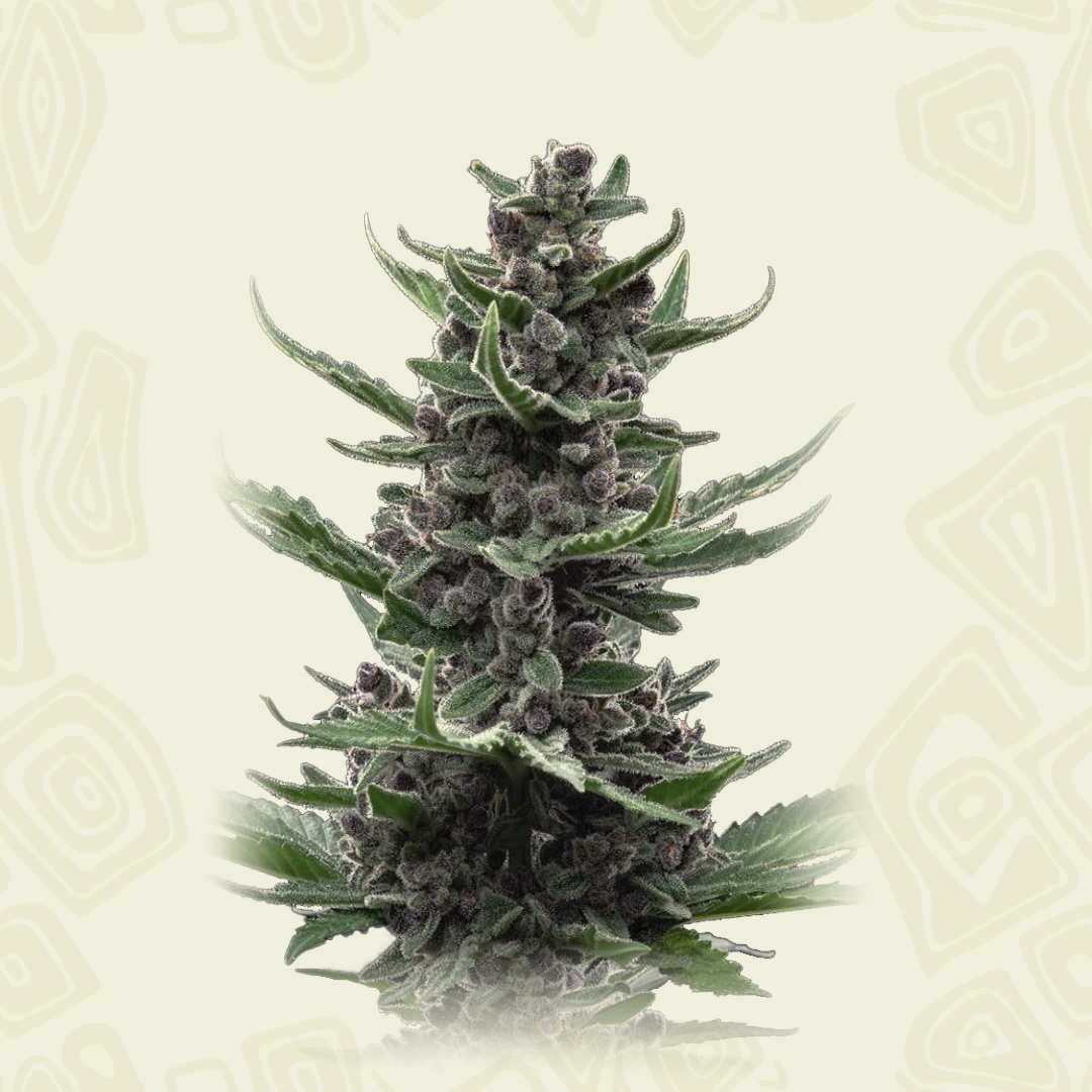 Tropicana Cookies
