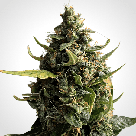 Tijuana Seeds