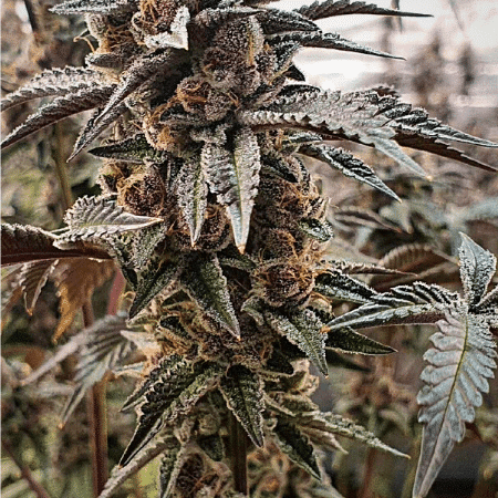 Tropicana Cookies Purple Seeds
