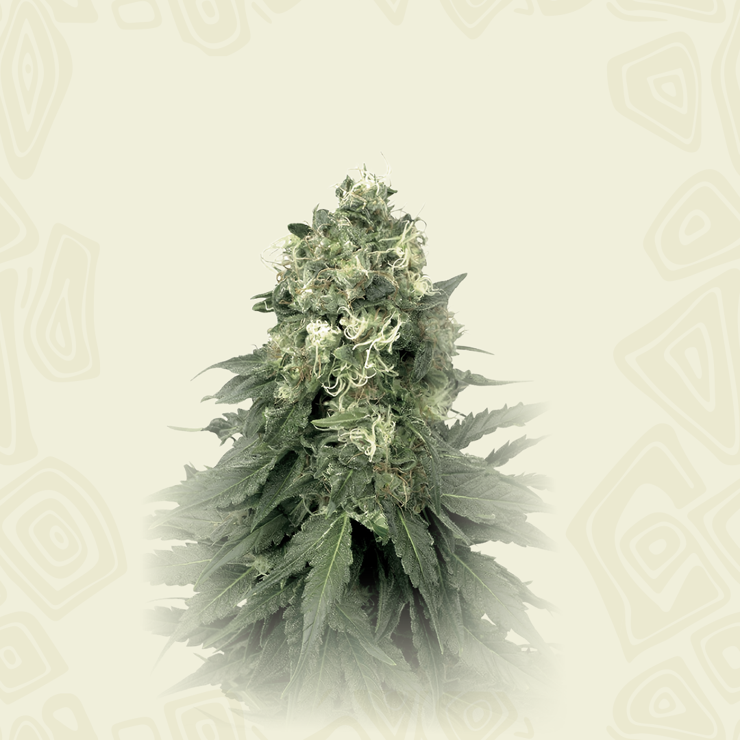 Wedding Cookies Auto
