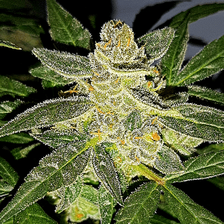 Watermelon Zkitllez Seeds