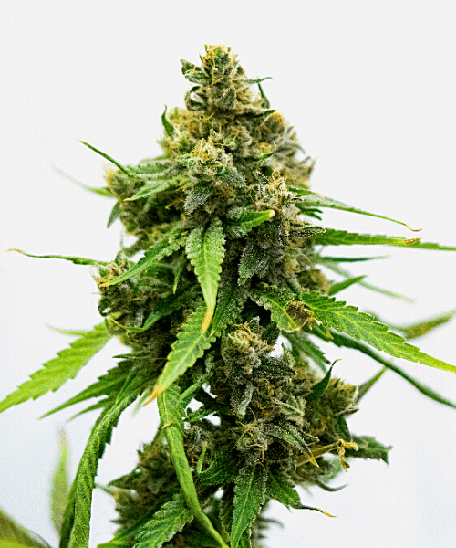 White Russian Seeds