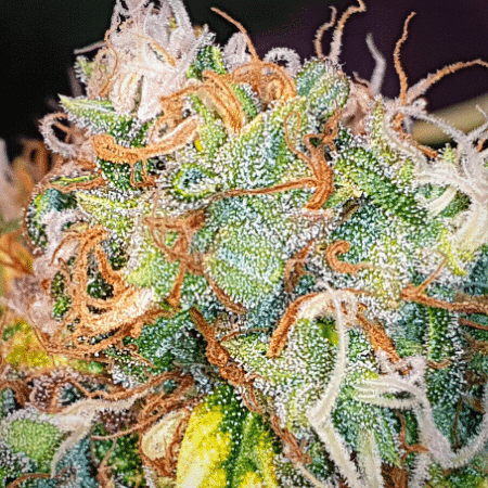 White Widow Regular Seeds