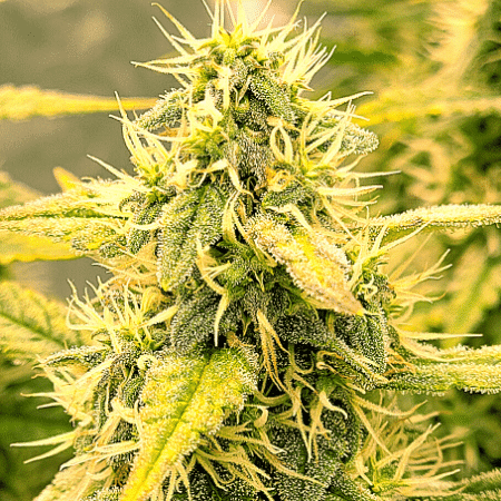 White Widow x Crystal Meth Auto