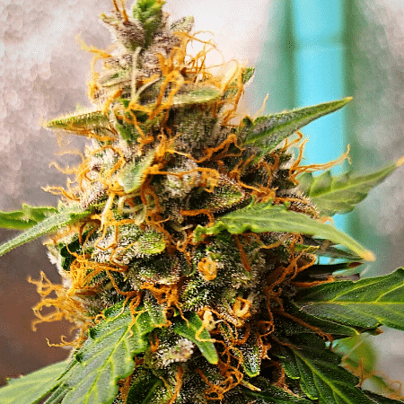 Zkittlez Seeds