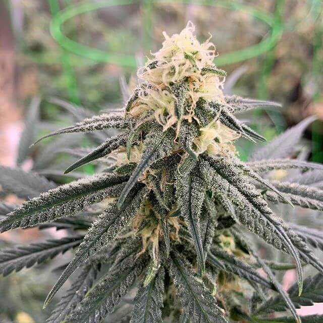 Chemdog Gorilla Seeds - Image 5
