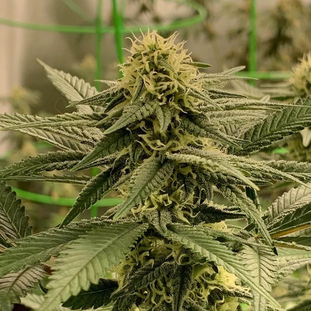 Chemdog Gorilla Seeds - Image 3